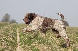 LAGOTTO 093